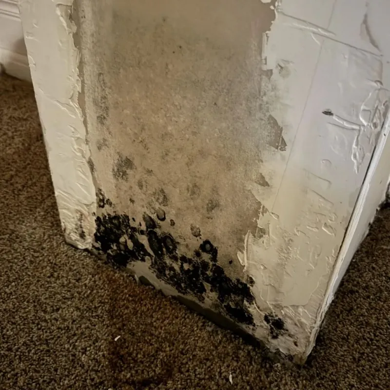 Professional Mold Removal in White County, TN